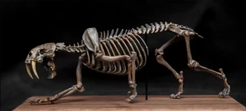 1/20 Смилодон, sabretooth тигър, скелет, череп, модел, фигурка на животно, коллекционный развивающий декор, детска подарък играчка, рисувани